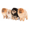 Royal Pets