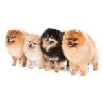 Отзывы людей о Royal Pets